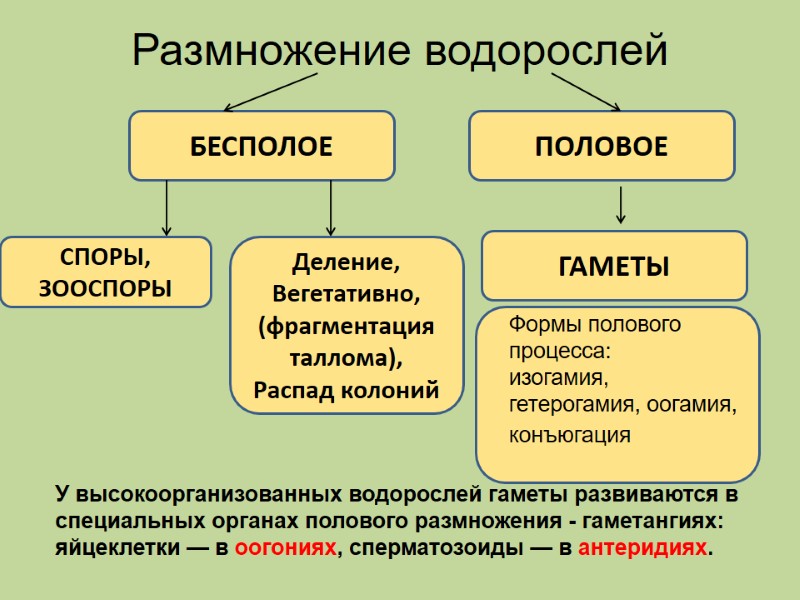 Размножение водорослей ПОЛОВОЕ БЕСПОЛОЕ СПОРЫ, ЗООСПОРЫ ГАМЕТЫ Деление, Вегетативно, (фрагментация  таллома), Распад колоний
